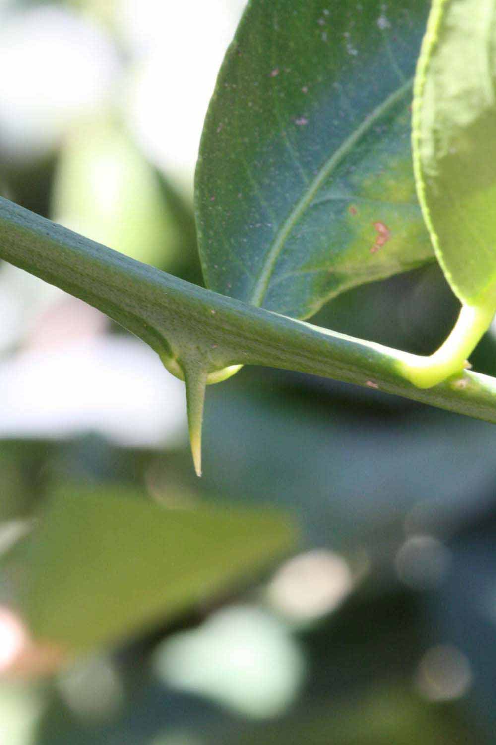            First year twig (Riverside, CA)   